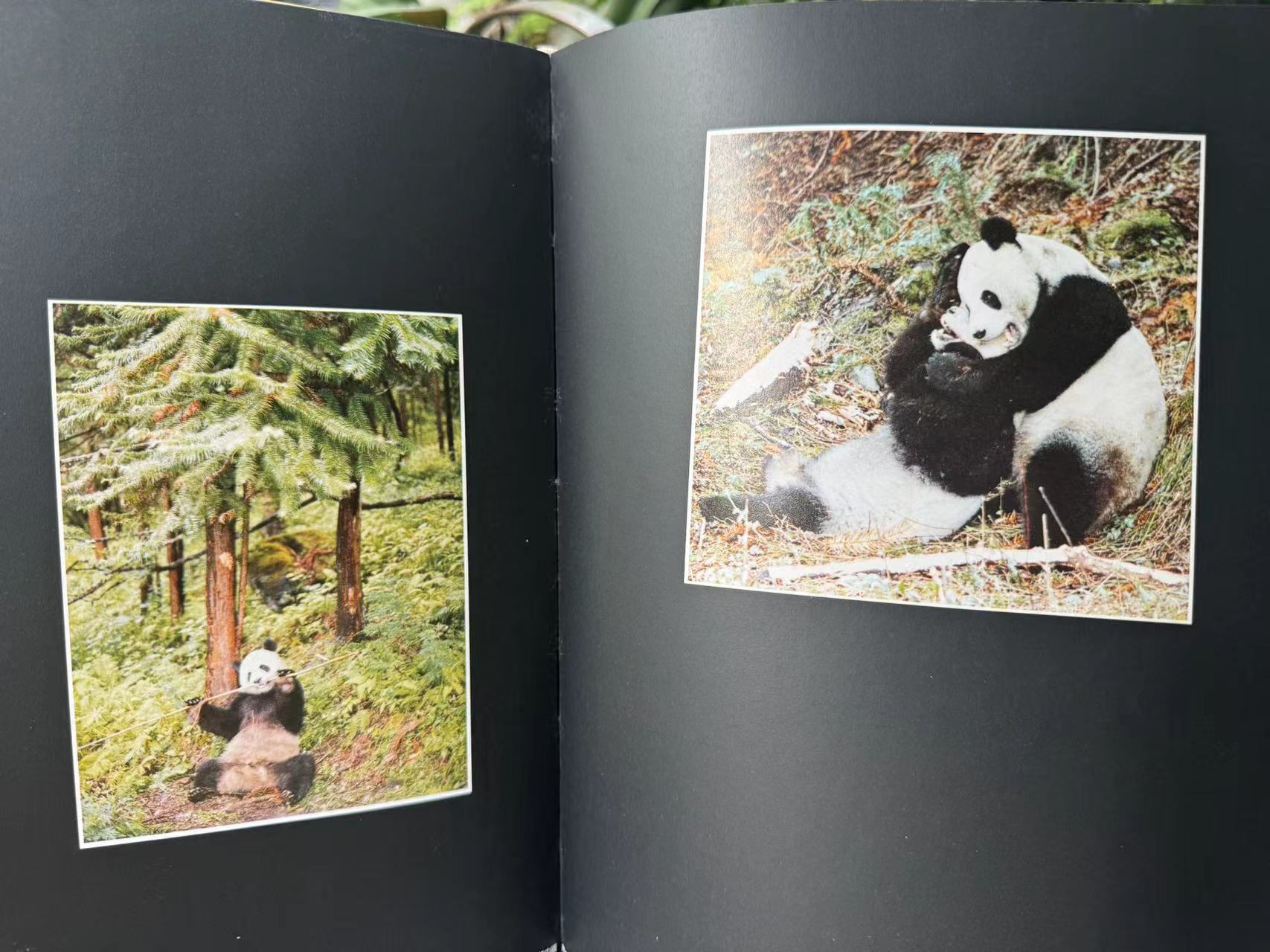 Album two-page interior spread