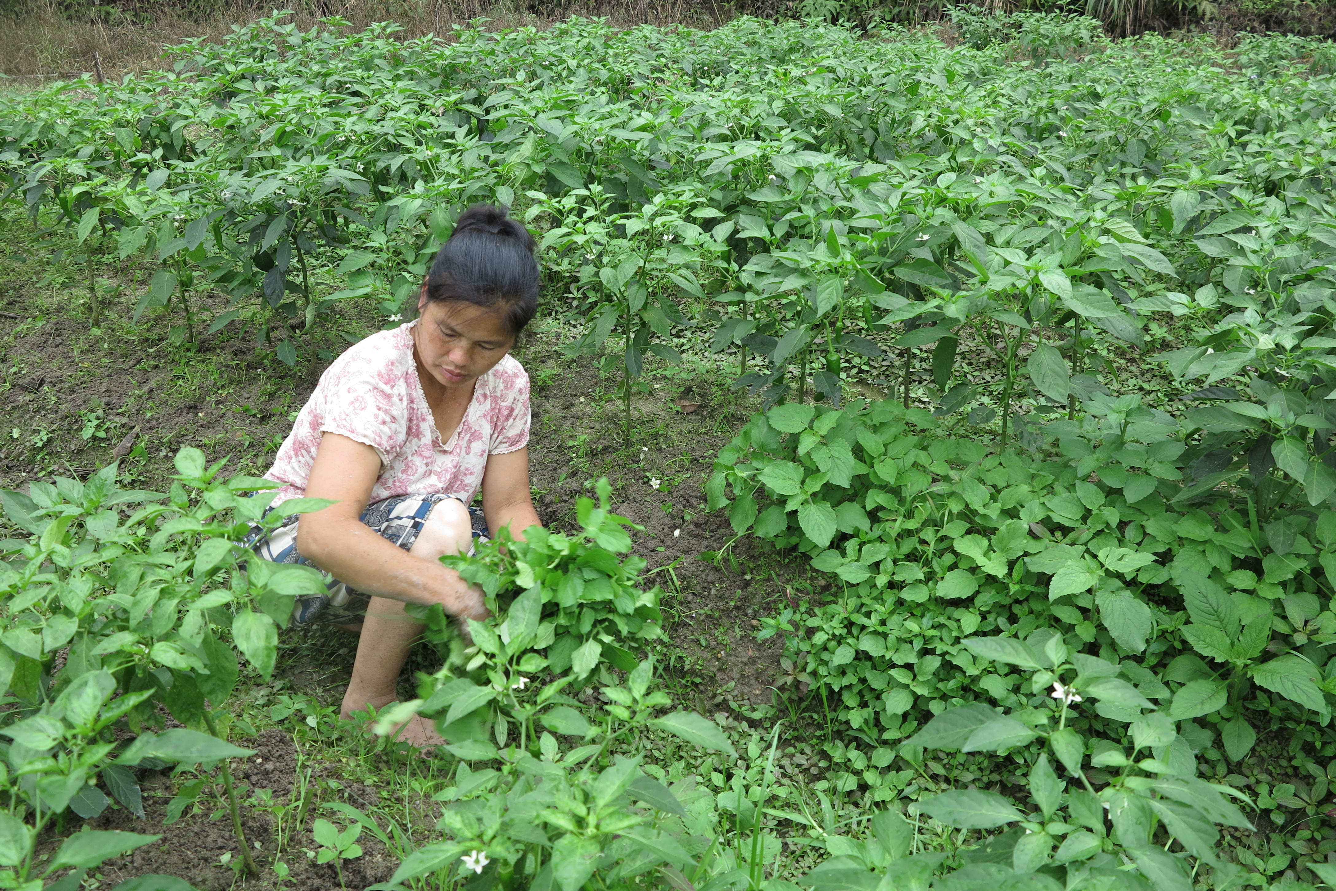 代耕农妇女在田里