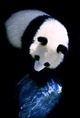 同在一个星球荣宝斋五万美元证据图