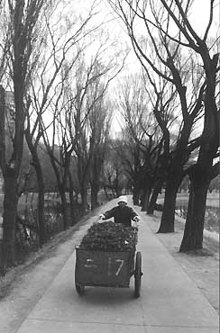 《迷茫在镜头下再现》街道抓拍作品缩略图