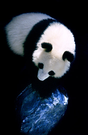 侯一民《同在一个星球》彩色代表作